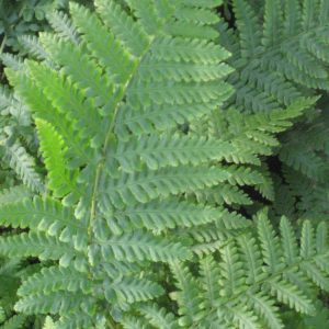 1 gallon - Ostrich Fern (FERN -OSTRICH) - 1 gallon - 1 gallon