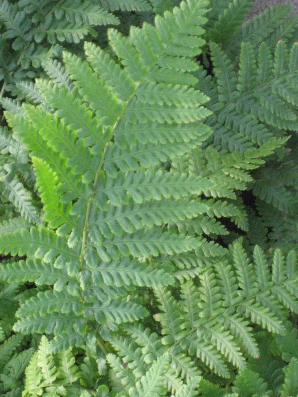 1 gallon - Ostrich Fern (FERN -OSTRICH) - 1 gallon - 1 gallon
