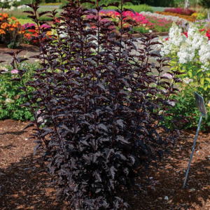 PHYSOCARPUS O.' PANTHER' G2 BE