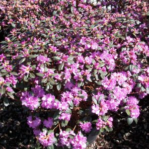 3 gallon 15" - PJM Elite Rhododendron (RHODO. PJM ELITE) - 3 gallon 15" - 3 gallon 15"