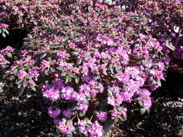 3 gallon 15" - PJM Elite Rhododendron (RHODO. PJM ELITE) - 3 gallon 15" - 3 gallon 15"