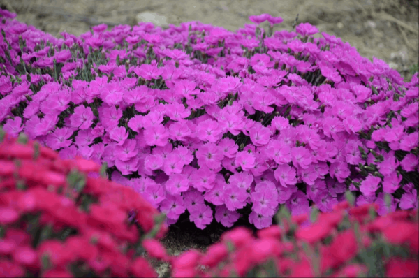 1 gallon - 'Paint the Town Fuchsia' Pinks (DIANTHUS PAINT THE TOWN FUCHSIA) - 1 gallon - 1 gallon