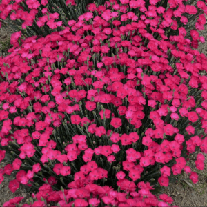 1 gallon - 'Paint the Town Magenta' Pinks
 (DIANTHUS PAINT THE TOWN MAGENTA) - 1 gallon - 1 gallon