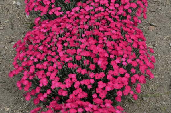 1 gallon - 'Paint the Town Magenta' Pinks
 (DIANTHUS PAINT THE TOWN MAGENTA) - 1 gallon - 1 gallon