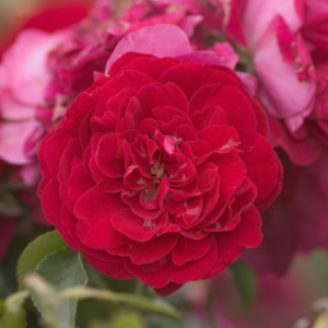 2 gallon - Paint the Town Rose (ROSE E.E. PAINT THE TOWN) - 2 gallon - 2 gallon