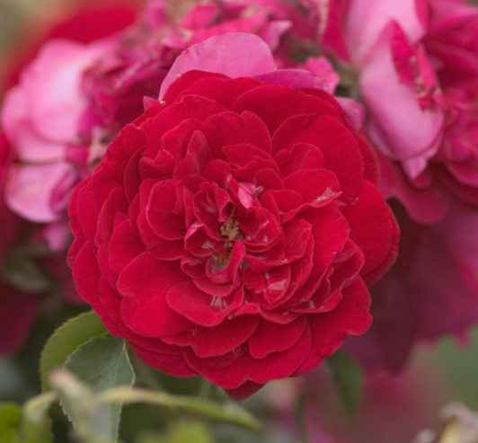 2 gallon - Paint the Town Rose (ROSE E.E. PAINT THE TOWN) - 2 gallon - 2 gallon