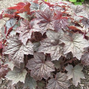 1 gallon - Palace Purple Coral Bells (HEUCHERA PALACE PURPLE) - 1 gallon - 1 gallon