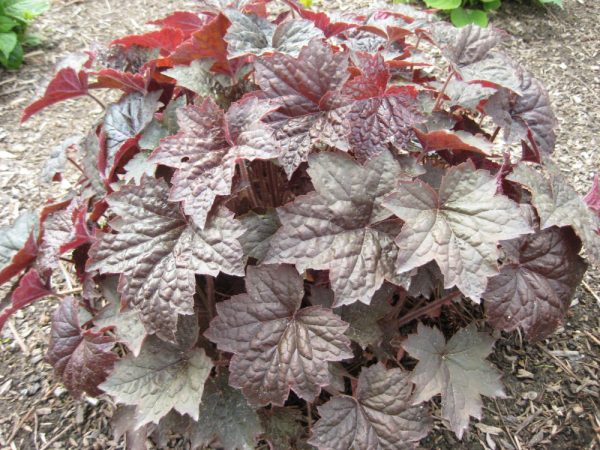 1 gallon - Palace Purple Coral Bells (HEUCHERA PALACE PURPLE) - 1 gallon - 1 gallon