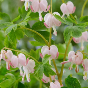 1 gallon - Pale Pink Bleeding Heart (DICENTRA SPEC. CUPID®) - 1 gallon - 1 gallon