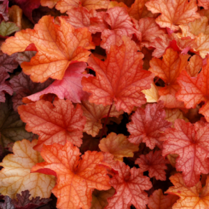 1 gallon - Paprika Coral Bells (HEUCHERA PAPRIKA) - 1 gallon - 1 gallon
