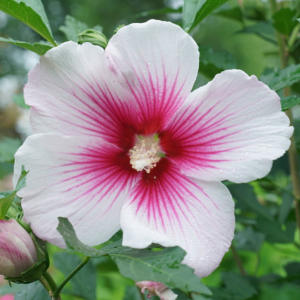 3 gallon 18" - Paraplu Pink Ink® Rose of Sharon (HIBISCUS PARAPLU PINK INK) - 3 gallon 18" - 3 gallon 18"