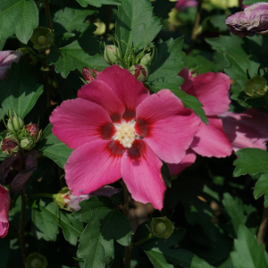 3 gallon 18" - Paraplu Rouge® Rose of Sharon (HIBISCUS PARAPLU ROUGE) - 3 gallon 18" - 3 gallon 18"