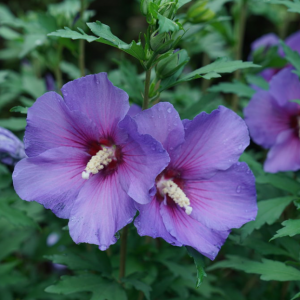 3 gallon 18" - Paraplu Violet® Rose of Sharon (HIBISCUS PARAPLU VIOLET) - 3 gallon 18" - 3 gallon 18"