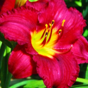 1 gallon - Pardon Me Daylily (HEMER PARDON ME) - 1 gallon - 1 gallon
