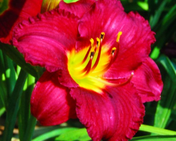 1 gallon - Pardon Me Daylily (HEMER PARDON ME) - 1 gallon - 1 gallon