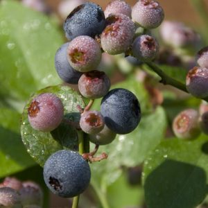1 gallon 10" - Patriot Highbush Blueberry (VACCINIUM PATRIOT) - 1 gallon 10" - 1 gallon 10"