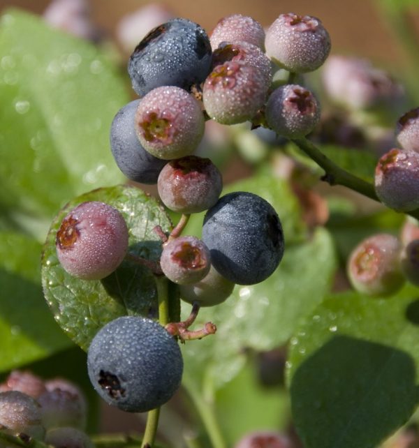 1 gallon 10" - Patriot Highbush Blueberry (VACCINIUM PATRIOT) - 1 gallon 10" - 1 gallon 10"