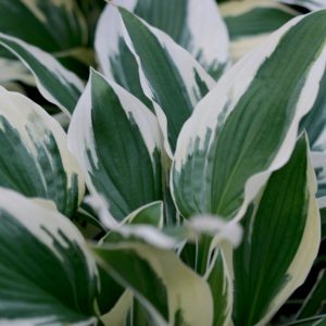 1 gallon - Patriot Plantain Lily (HOSTA PATRIOT) - 1 gallon - 1 gallon