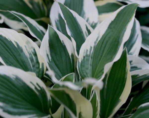 1 gallon - Patriot Plantain Lily (HOSTA PATRIOT) - 1 gallon - 1 gallon