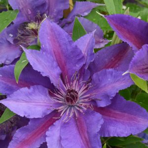 3QT - Paulie™ (CLEMATIS PAULIE) - 3QT - 3QT