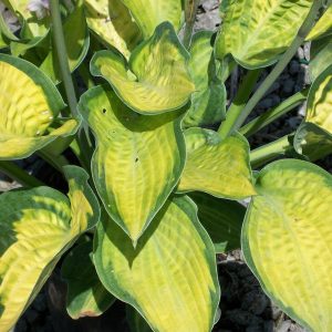 1 gallon - Paul’s Glory Plantain Lily (HOSTA PAULS GLORY) - 1 gallon - 1 gallon