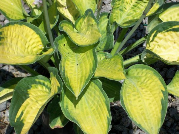 1 gallon - Paul’s Glory Plantain Lily (HOSTA PAULS GLORY) - 1 gallon - 1 gallon