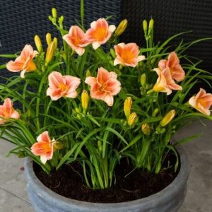 1 gallon - Peach Blast Daylily (HEMER  PEACH BLAST) - 1 gallon - 1 gallon