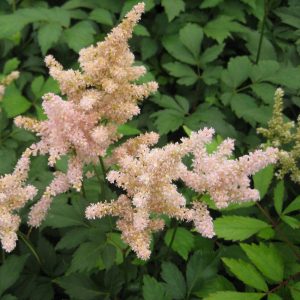 1 gallon - Peach Blossom Astilbe (ASTILBE PEACH BLOSSOM) - 1 gallon - 1 gallon