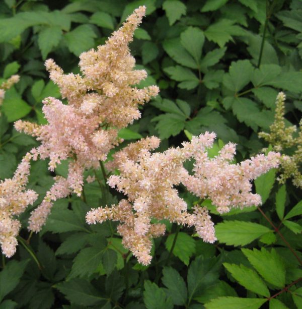 1 gallon - Peach Blossom Astilbe (ASTILBE PEACH BLOSSOM) - 1 gallon - 1 gallon