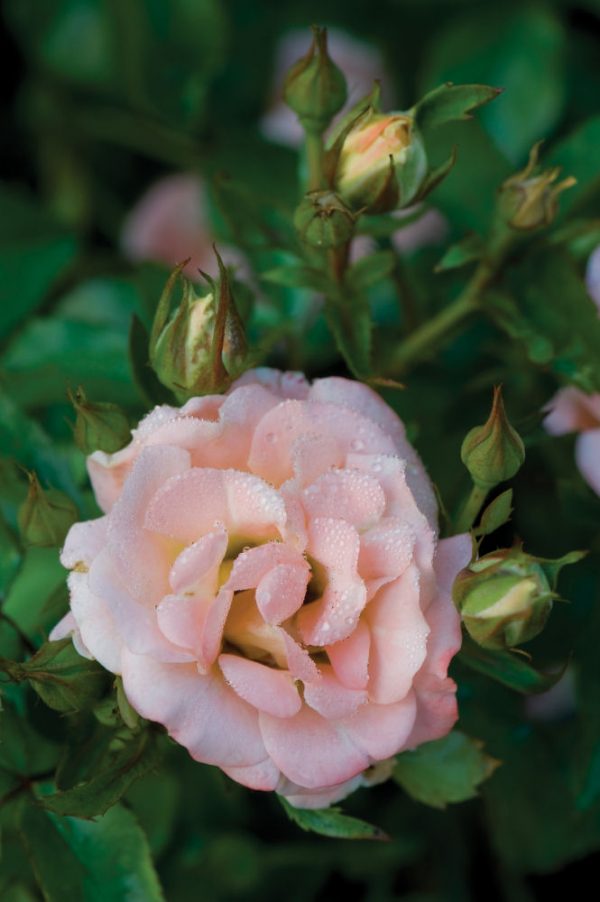 2 gallon - Peach Drift® Rose (ROSE DRIFT PEACH) - 2 gallon - 2 gallon