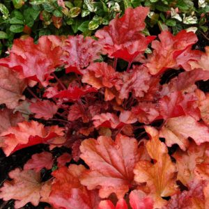 1 gallon - Peach Flambe Coral Bells (HEUCHERA PEACH FLAMBE) - 1 gallon - 1 gallon