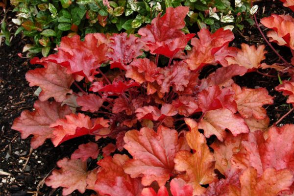 1 gallon - Peach Flambe Coral Bells (HEUCHERA PEACH FLAMBE) - 1 gallon - 1 gallon