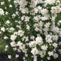 3 gallon - Pearls of Perfume™ Mock Orange (PHIL. PEARLS OF PERFUME) - 3 gallon - 3 gallon