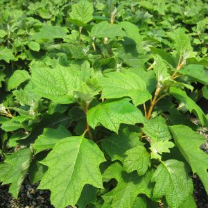 2 gallon 10" - Pee Wee Oakleaf Hydrangea (HYDRANGEA QU. PEE WEE) - 2 gallon 10" - 2 gallon 10"