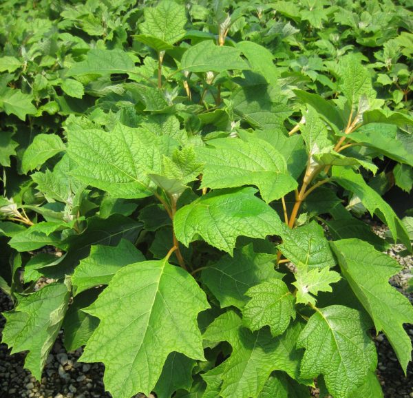 2 gallon 10" - Pee Wee Oakleaf Hydrangea (HYDRANGEA QU. PEE WEE) - 2 gallon 10" - 2 gallon 10"