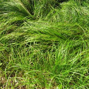 1 gallon - Pennsylvania Sedge (GRASS - CAREX PENSYLVANICA) - 1 gallon - 1 gallon