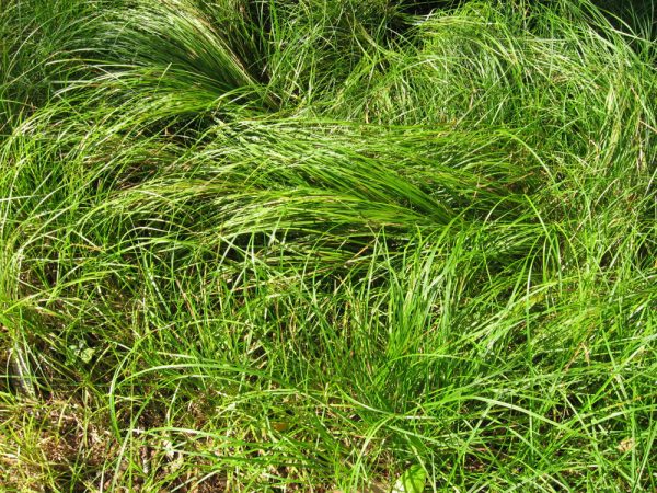 1 gallon - Pennsylvania Sedge (GRASS - CAREX PENSYLVANICA) - 1 gallon - 1 gallon