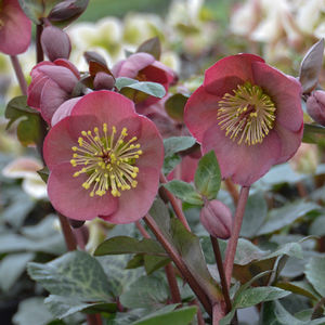 1 gallon - Penny's Pink® Lenten Rose (HELLEBORUS PENNYS PINK) - 1 gallon - 1 gallon