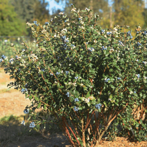 1 gallon - Perpetua Blueberry (VACCINIUM PERPETUA) - 1 gallon - 1 gallon