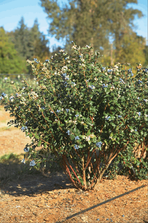 1 gallon - Perpetua Blueberry (VACCINIUM PERPETUA) - 1 gallon - 1 gallon