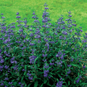 2 gallon - Petit Bleu™ Bluebeard (CARYOPTERIS X C. PETIT BLEU) - 2 gallon - 2 gallon