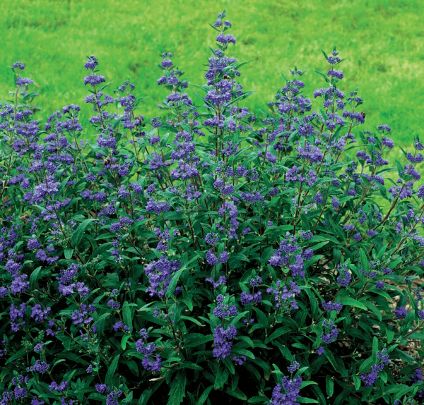 2 gallon - Petit Bleu™ Bluebeard (CARYOPTERIS X C. PETIT BLEU) - 2 gallon - 2 gallon