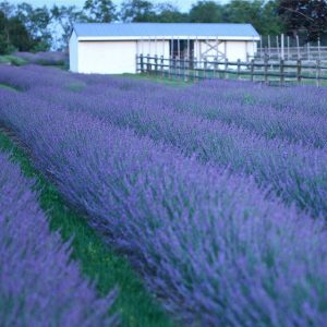 3QT - Phenomenal® Lavender (LAVANDULA X I. PHENOMENAL) - 3QT - 3QT