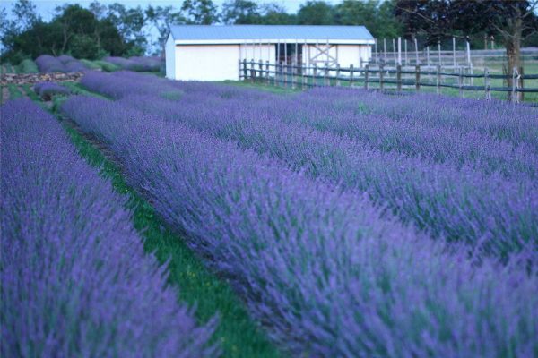 3QT - Phenomenal® Lavender (LAVANDULA X I. PHENOMENAL) - 3QT - 3QT