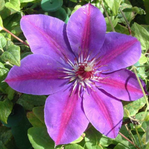 3QT - Picardy™ Clematis (CLEMATIS PICARDY) - 3QT - 3QT