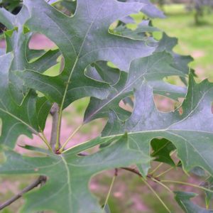 3 gallon - Pin Oak (QUERCUS PALUSTRIS) - 3 gallon - 3 gallon