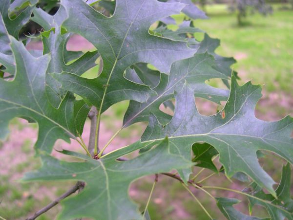 3 gallon - Pin Oak (QUERCUS PALUSTRIS) - 3 gallon - 3 gallon