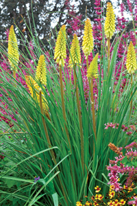 1 gallon - Pineapple Popsicle Dwarf Poker (KNIPHOFIA PINEAPPLE POPSICLE) - 1 gallon - 1 gallon