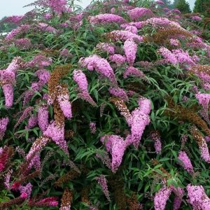 3 gallon - Pink Cascades Butterfly Bush (BUDDLEIA PINK CASCADES) - 3 gallon - 3 gallon