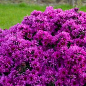 1 gallon - Pink Crush New England Aster (ASTER PINK CRUSH) - 1 gallon - 1 gallon